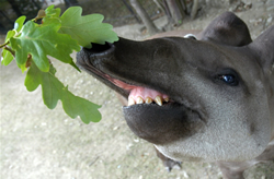 tapir