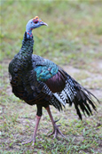 ocellated turkey