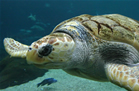 green sea turtle