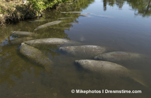 west indian manatee