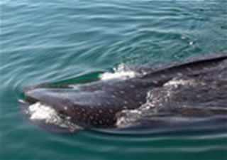 whale sharks