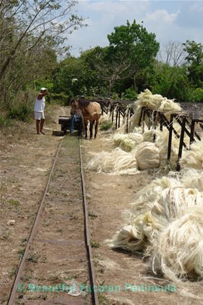 yucatan-peninsula-henequen