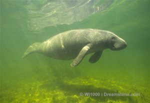 manatee facts 01