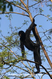 spider monkey in tree